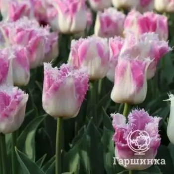 Тюльпан Овьедо бахромчатый 5шт