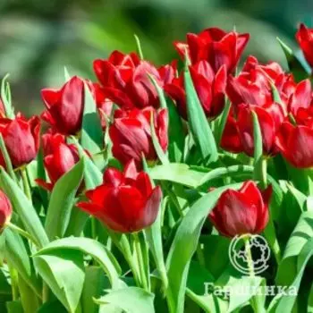 Тюльпан Паллада Триумф 5шт