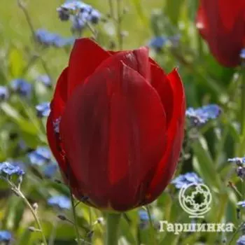 Тюльпан Паллада Триумф 5шт