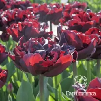 Тюльпан Палмира махровый 5 шт