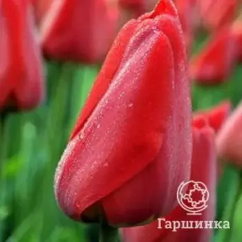 Тюльпан Парад Дарвина 5шт.