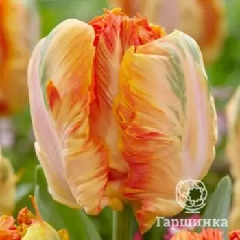 Тюльпан Пэррот Кинг попугайный 5шт