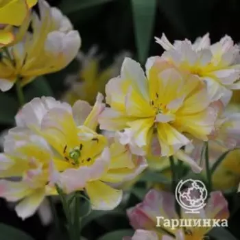 Тюльпан Пассворд махровый ранний 4 шт