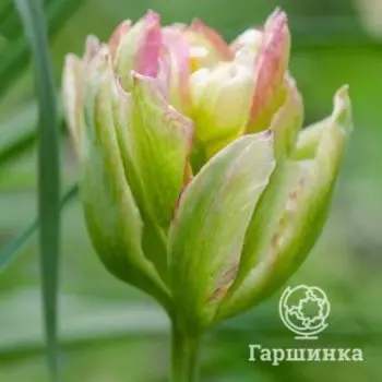 Тюльпан Пегги Вандер махровый 2 шт