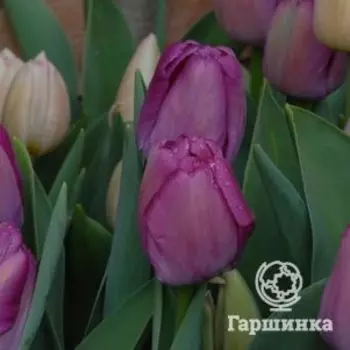 Тюльпан Пепл Прайд Дарвина 5шт.