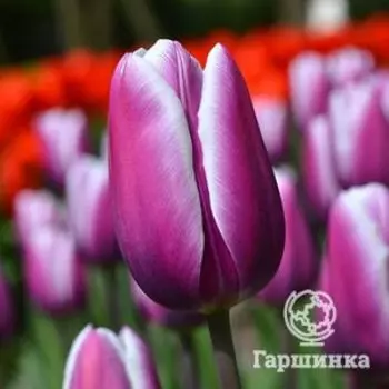 Тюльпан Пепл Рэйн Триумф 5шт.