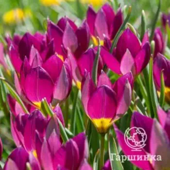 Тюльпан Персиан Перл карликовый 5 шт