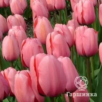 Тюльпан Пинк Импрешн Дарвина 5шт
