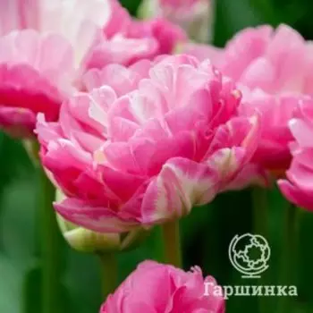 Тюльпан Пинк Сайз махровый ранний 4 шт