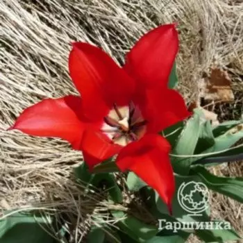 Тюльпан Питер де Люр лилиецветный 4 шт