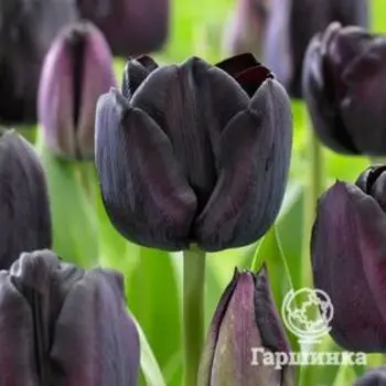 Тюльпан Пол Шерер Триумф 5шт