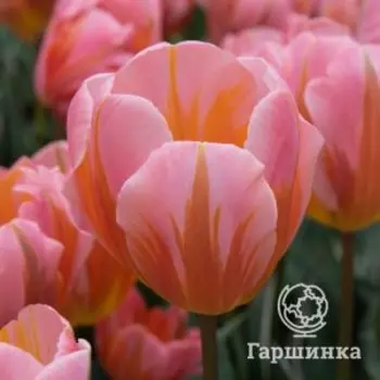 Тюльпан Претти Принцесс Триумф 3 шт