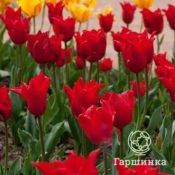 Тюльпан Претти Вумен лилиецветный 5шт.