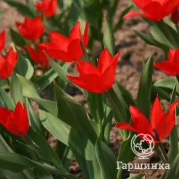 Тюльпан превосходящий Цваненбург карликовый 10шт.