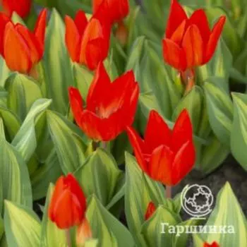 Тюльпан превосходящий карликовый 5 шт