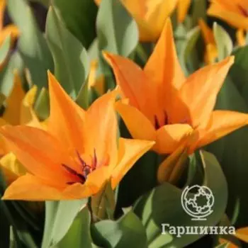 Тюльпан превосходящий Шогун карликовый 10шт.