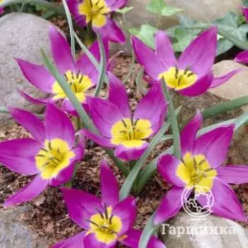 Тюльпан Пульчелла Истерн Стар карликовый 10шт.