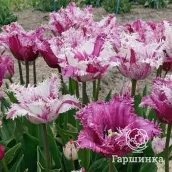 Тюльпан Пурпл Циркус бахромчатый 3 шт