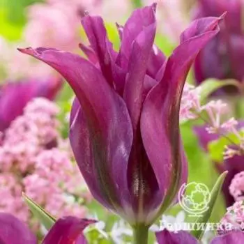 Тюльпан Пурпл Долл лилиецветный 5шт