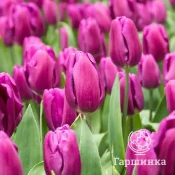 Тюльпан Пурпл Флаг Триумф 5шт