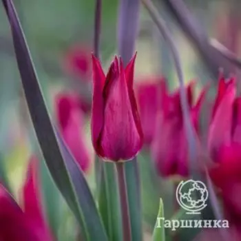 Тюльпан Пурпл Харт лилиецветный 4шт