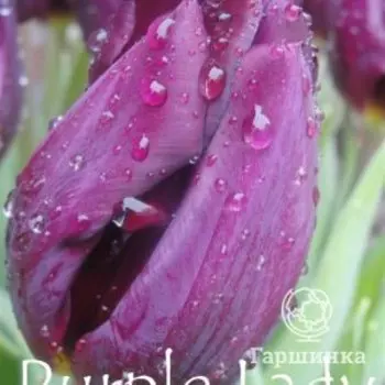 Тюльпан Пурпл Леди Триумф 5 шт