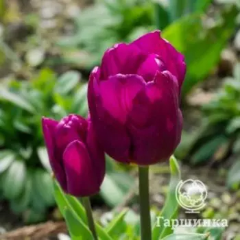Тюльпан Пурпл Принц 3 шт