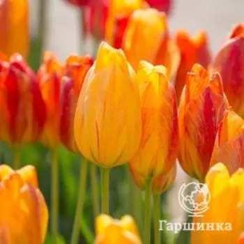 Тюльпан Рапсоди оф Смайлс простой поздний 3шт.