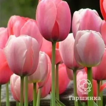 Тюльпан Рашн Принцесс Дарвина 5шт