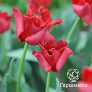Тюльпан Ред Дресс Триумф 5 шт