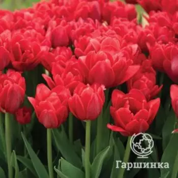 Тюльпан Ред Фокстрот махровый ранний 5шт