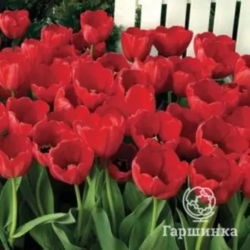 Тюльпан Ред Импрешн Дарвина 5шт