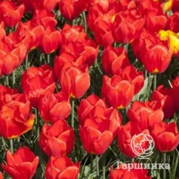 Тюльпан Ред Парадайс простой раний 5шт.