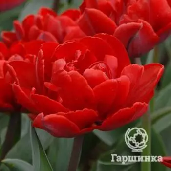 Тюльпан Ред Принцесс махровый 5шт