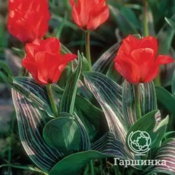 Тюльпан Ред Райдинг Худ 5шт