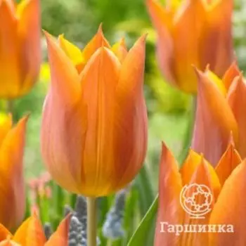Тюльпан Реквест лилиецветный 3 шт.