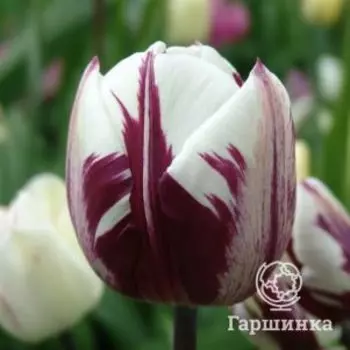 Тюльпан Ремс Фаворит 5 шт