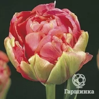 Тюльпан Ренайн Юник махровый 4шт.