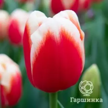 Тюльпан Роман Эмпайр 3 шт