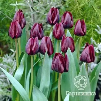 Тюльпан Роналдо Триумф 5шт.