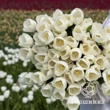 Тюльпан Роял Вирджин Триумф 5 шт