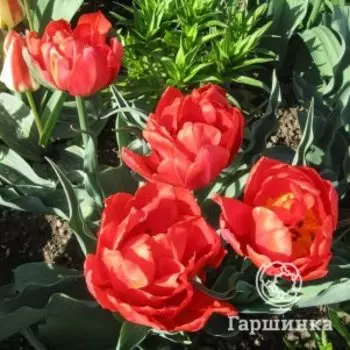 Тюльпан Рудкапье Дуббель махровый 3шт.