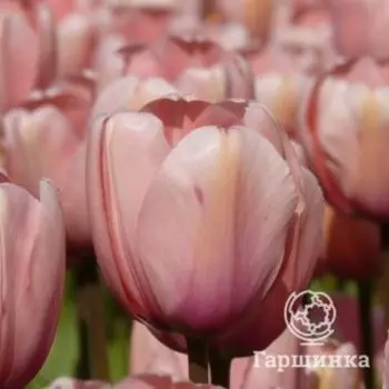Тюльпан Салмон Импрешн Дарвина 5шт.