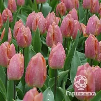 Тюльпан Салмон Принц простой раний 5шт.