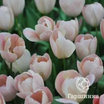 Тюльпан Салмон Ван Эйк Дарвина 5шт.