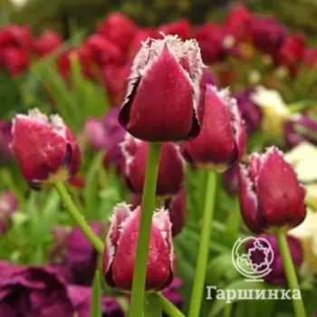 Тюльпан Сан Мартин бахромчатый 5шт