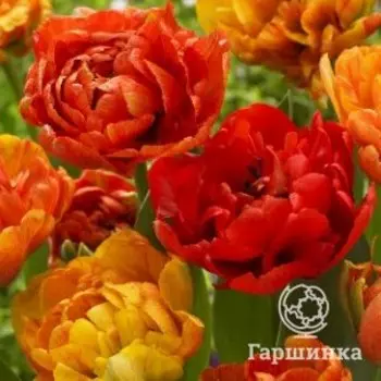 Тюльпан Санлавер махровый 5шт