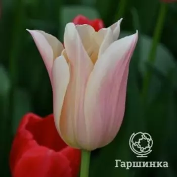 Тюльпан Санне Триумф 3 шт