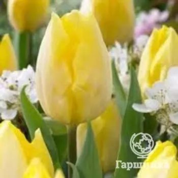 Тюльпан Санни Принц простой раний 5шт