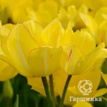 Тюльпан Саншайн Клаб простой поздний 5шт.